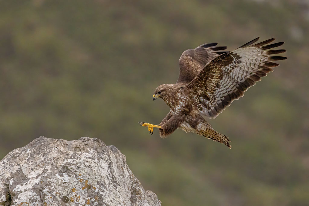 Mäusebussard bei der Landung auf einem Stein