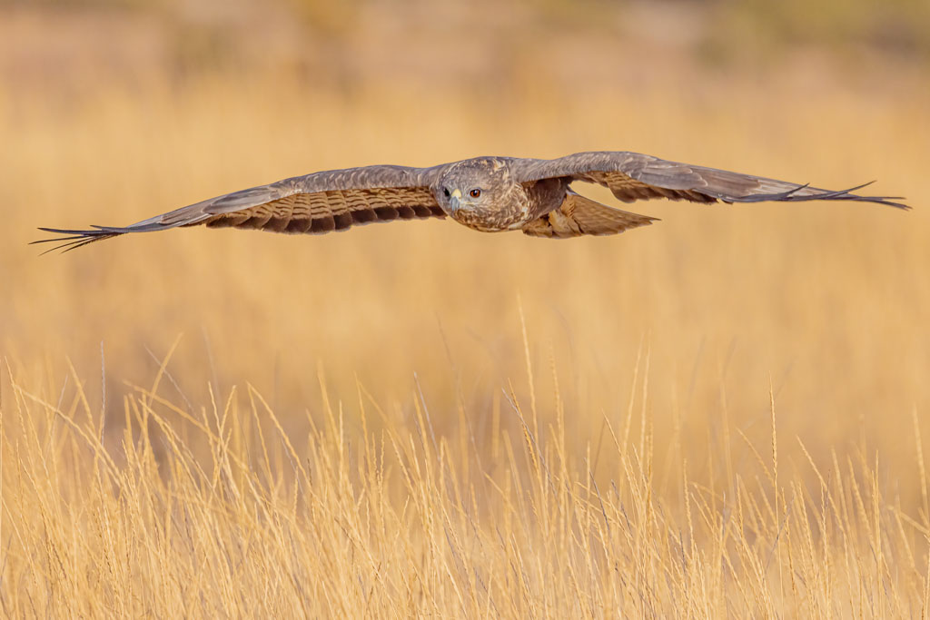 Mäusebussard im Flug über trockenem Gras in Spanien