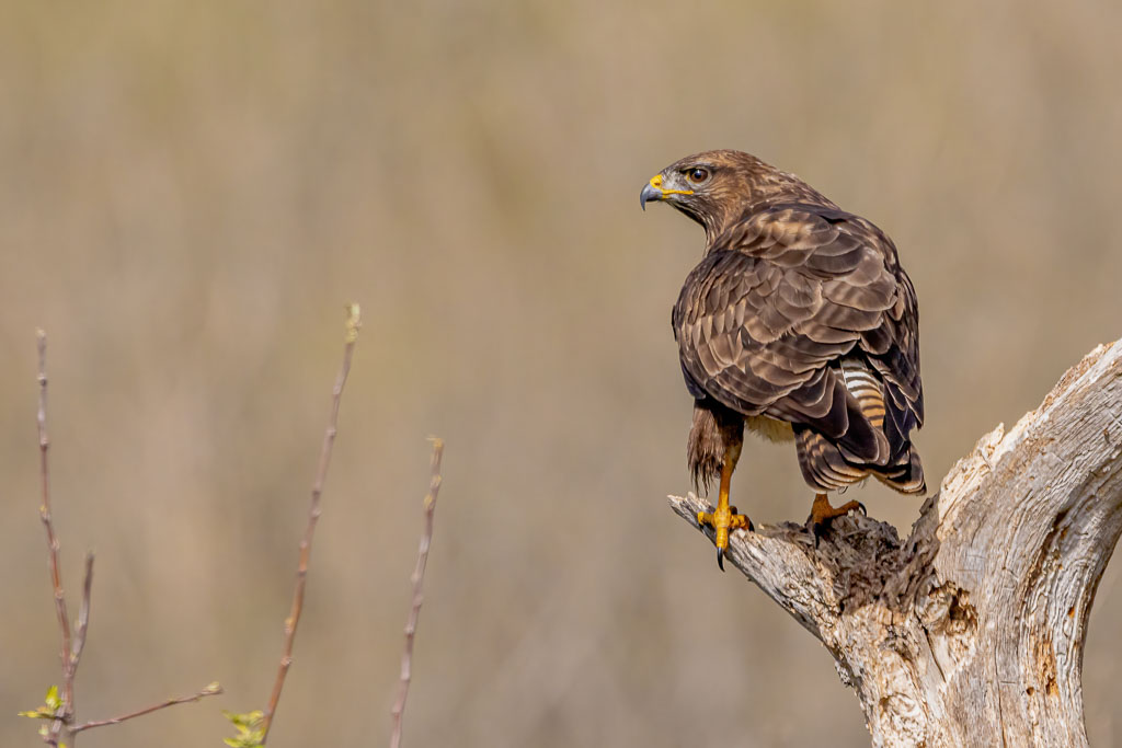 Mäusebussard von hinten mit deutlich gebänderten Schwanzfedern