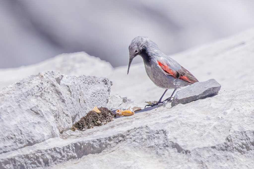Mauerläufer bei der Nahrungssuche an einem Felsen