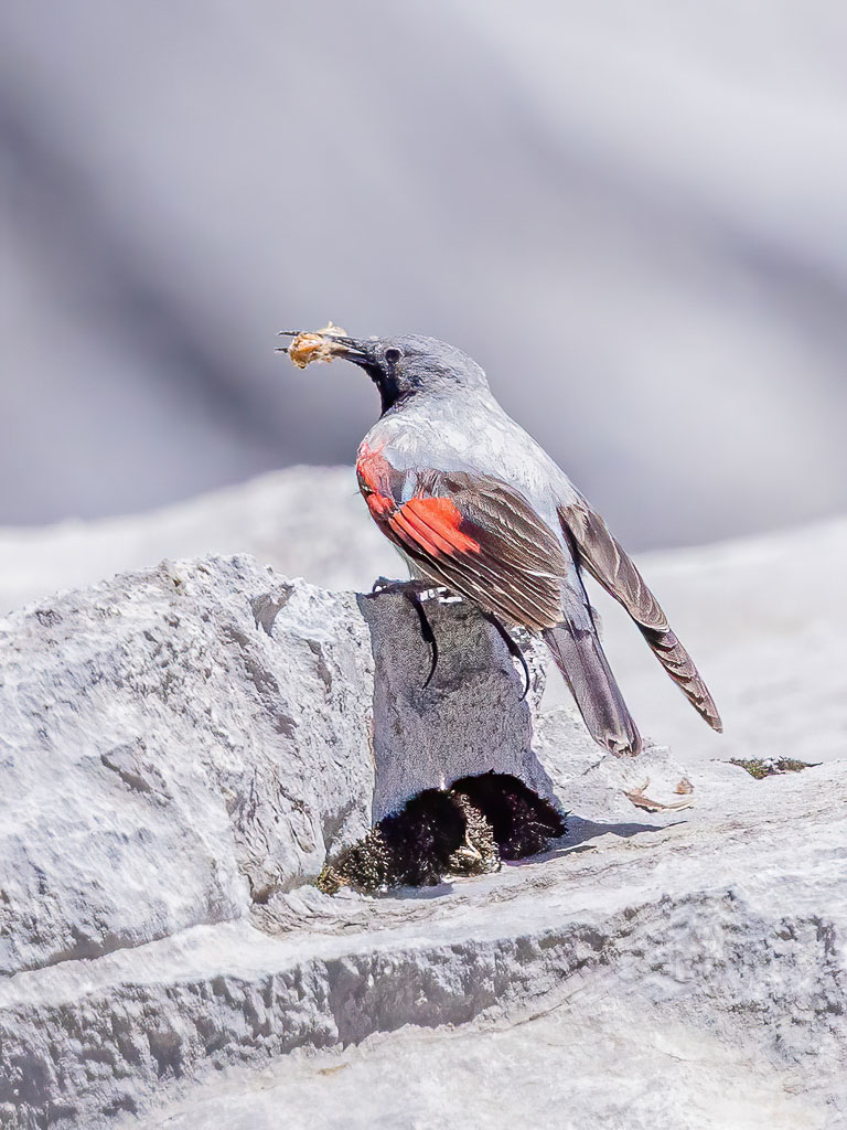 Mauerläufer mit Falter im Schnabel an einem Felsen