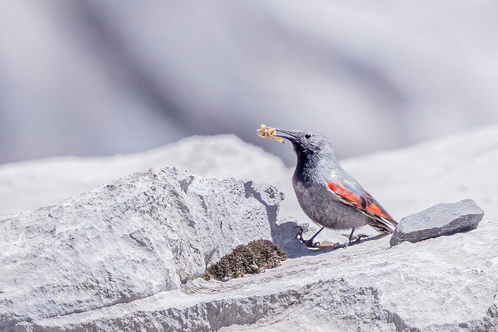 Mauerläufer mit Falter im Schnabel von vorne fotografiert