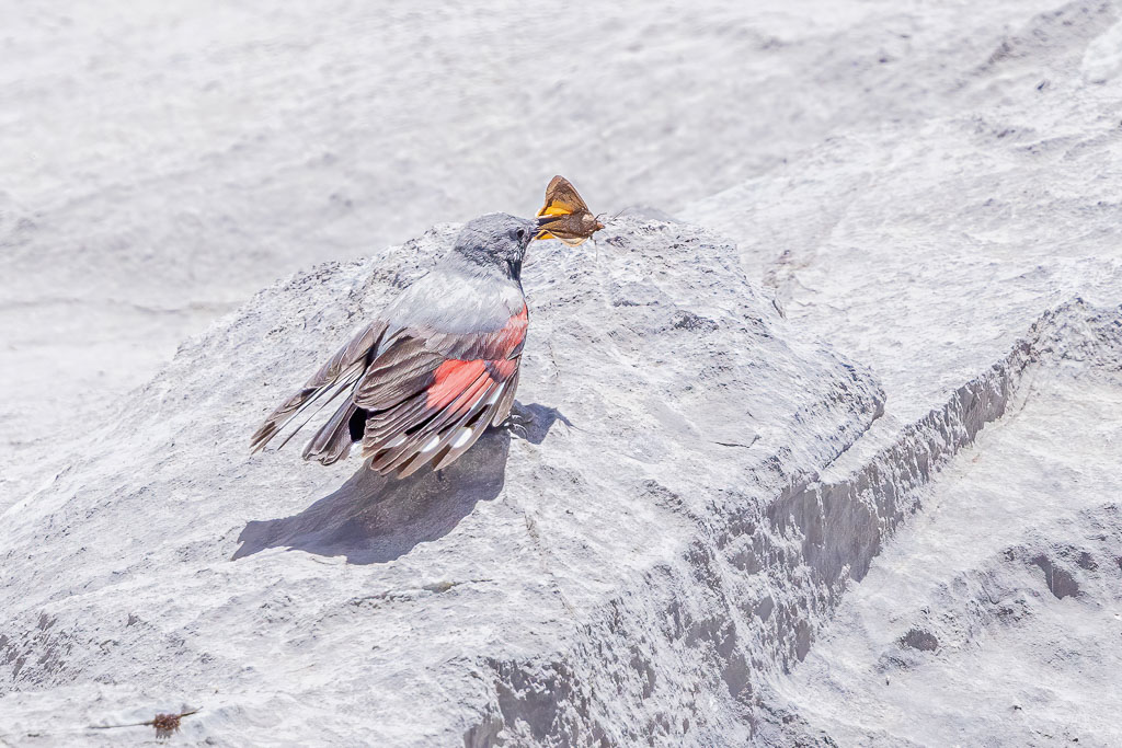 Mauerläufer mit Falter und geöffneten Flügeln am Felsen