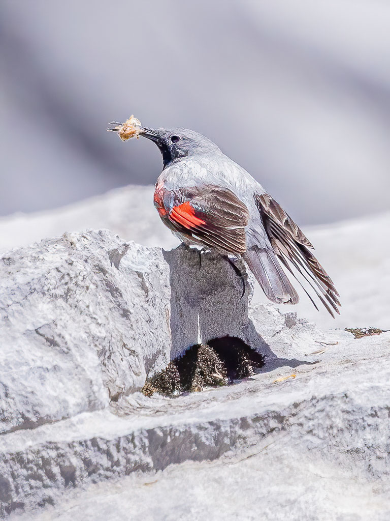 Bergvogel in den Picos de Europa
