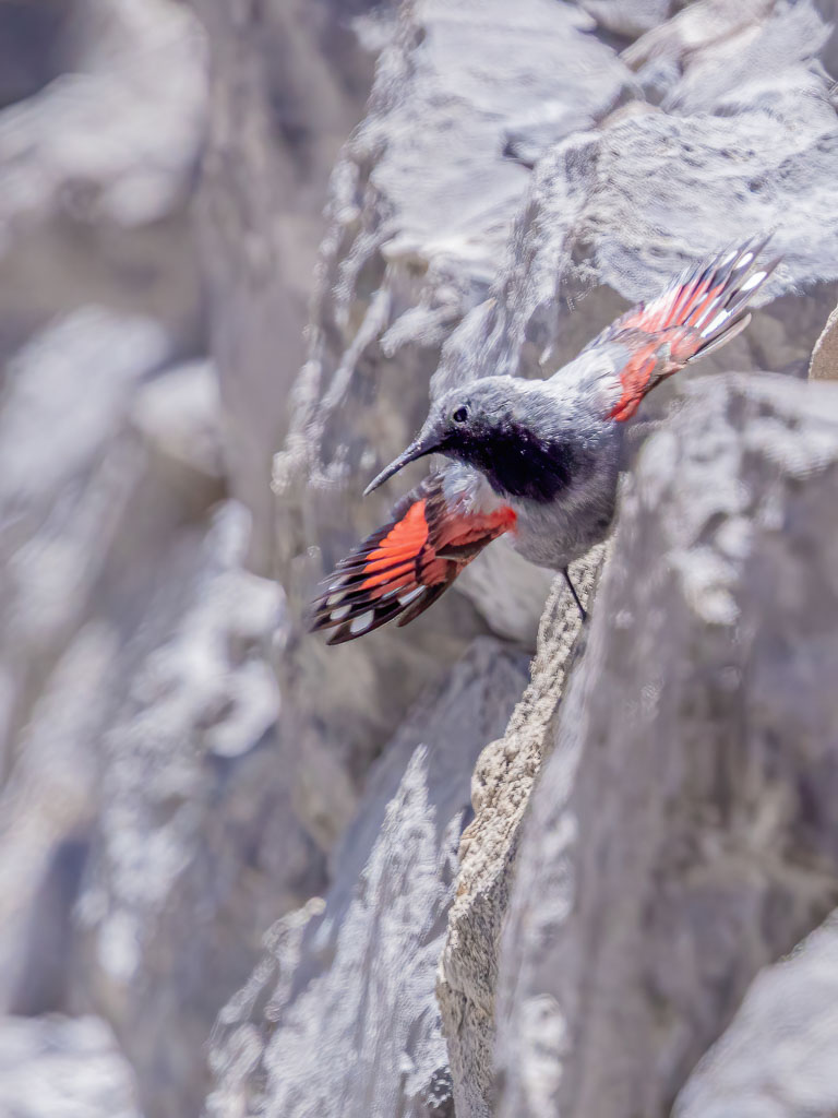 Mauerläufer mit geöffneten Flügeln an einer Steinmauer