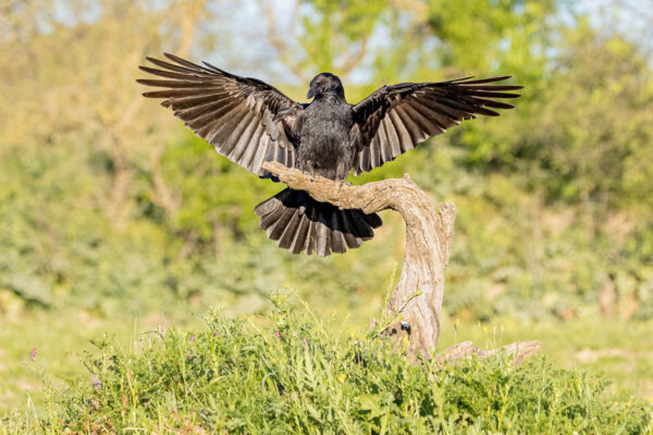 Rabenkrähe im Anflug auf einen alten Ast in Spanien