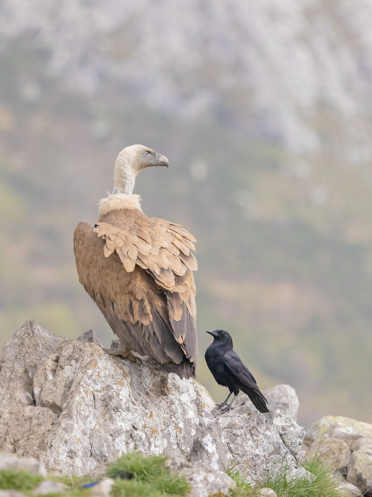 Rabenkrähe neben einem Gänsegeier in Spanien