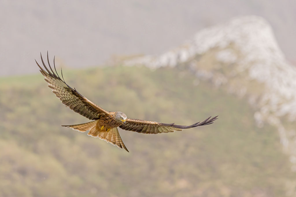 Rotmilan im Flug vor Wald und einem grauen Berggipfel in Spanien