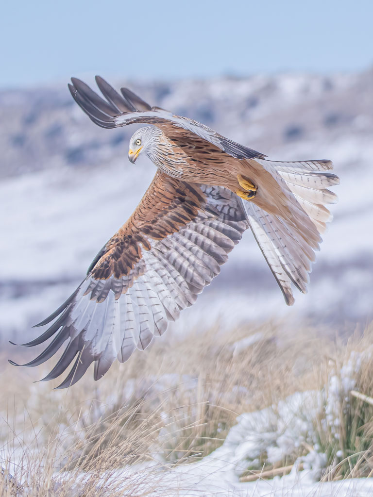 Rotmilan mit geöffneten Flügeln im Flug über Schnee