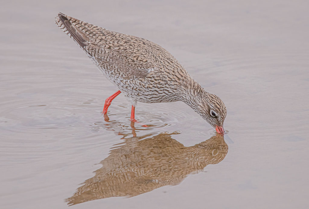 Rotschenkel mit dem Schnabel im flachen Wasser