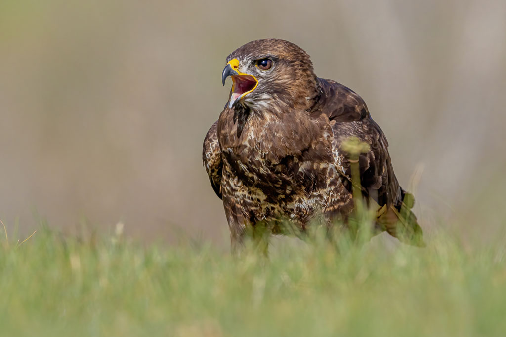 Rufender Mäusebussard im hohen Gras in Spanien