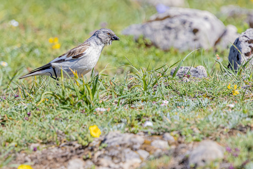 Schneesperling mit Insekten auf einer Bergwiese