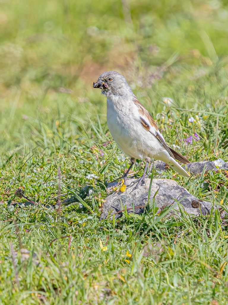 Schneesperling mit mehreren Insekten im Schnabel