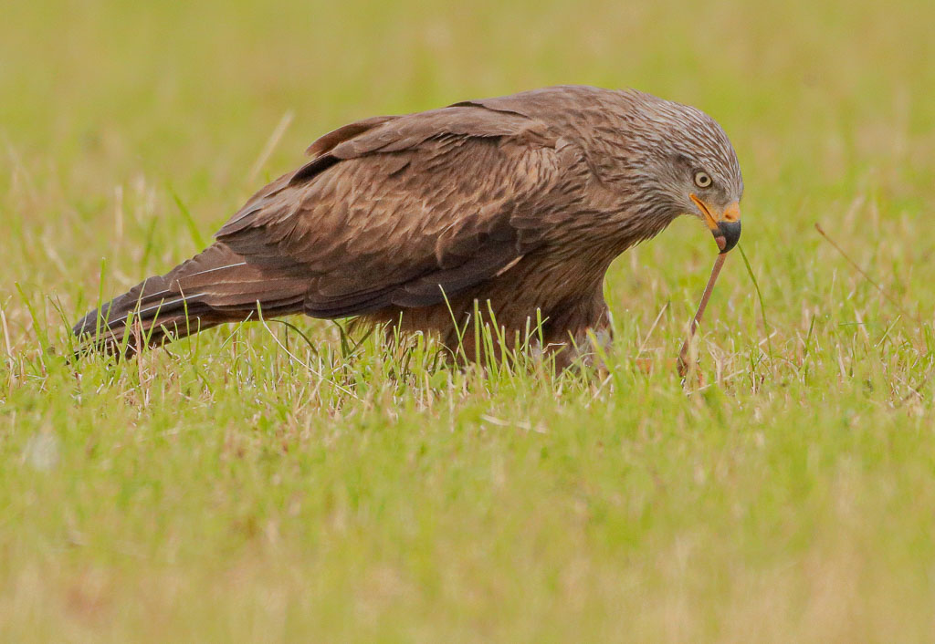 Schwarzmilan auf einer Wiese mit einem Regenwurm im Schnabel