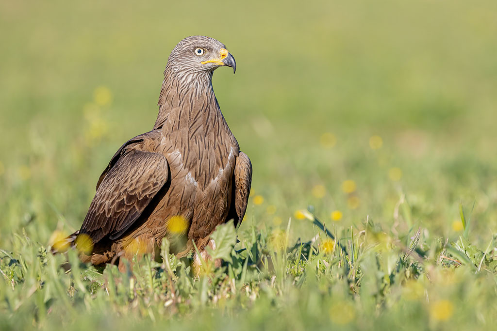 Schwarzmilan aufmerksam sitzend in einer Wiese mit gelben Blüten