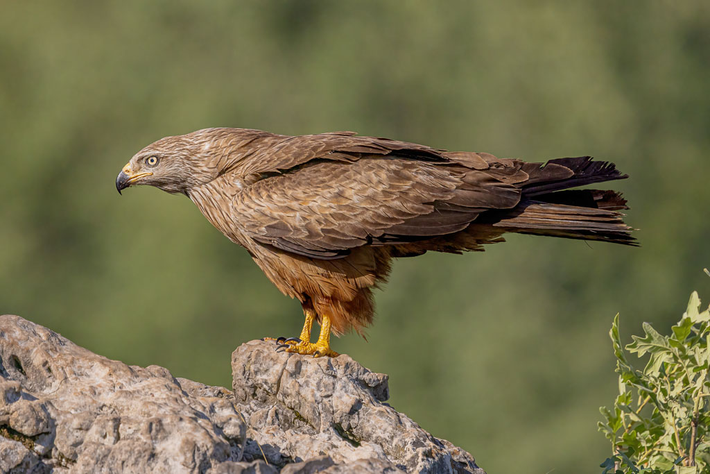 Schwarzmilan im Profil auf einem Felsen in einer spanischen Berglandschaft