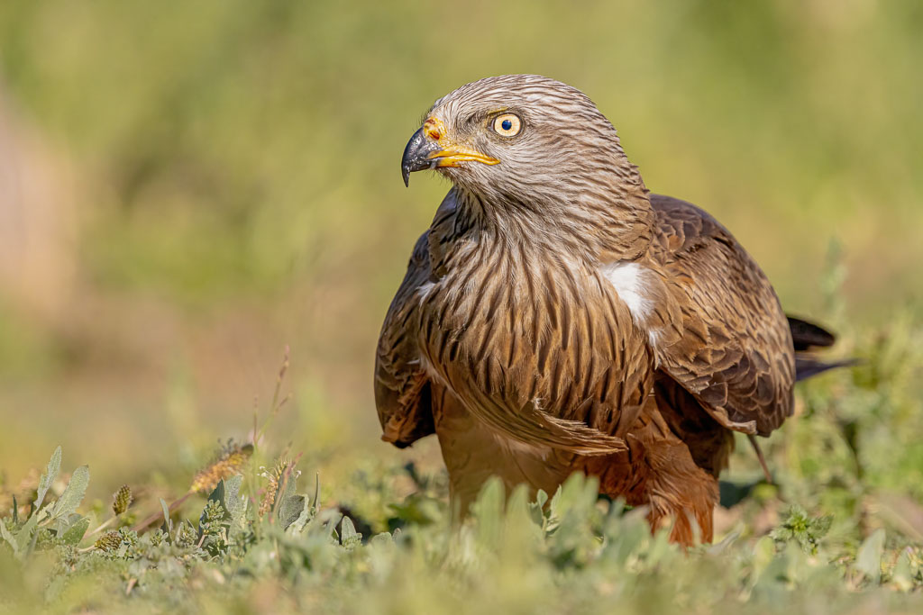 Schwarzmilan in geduckter Haltung auf einer Wiese