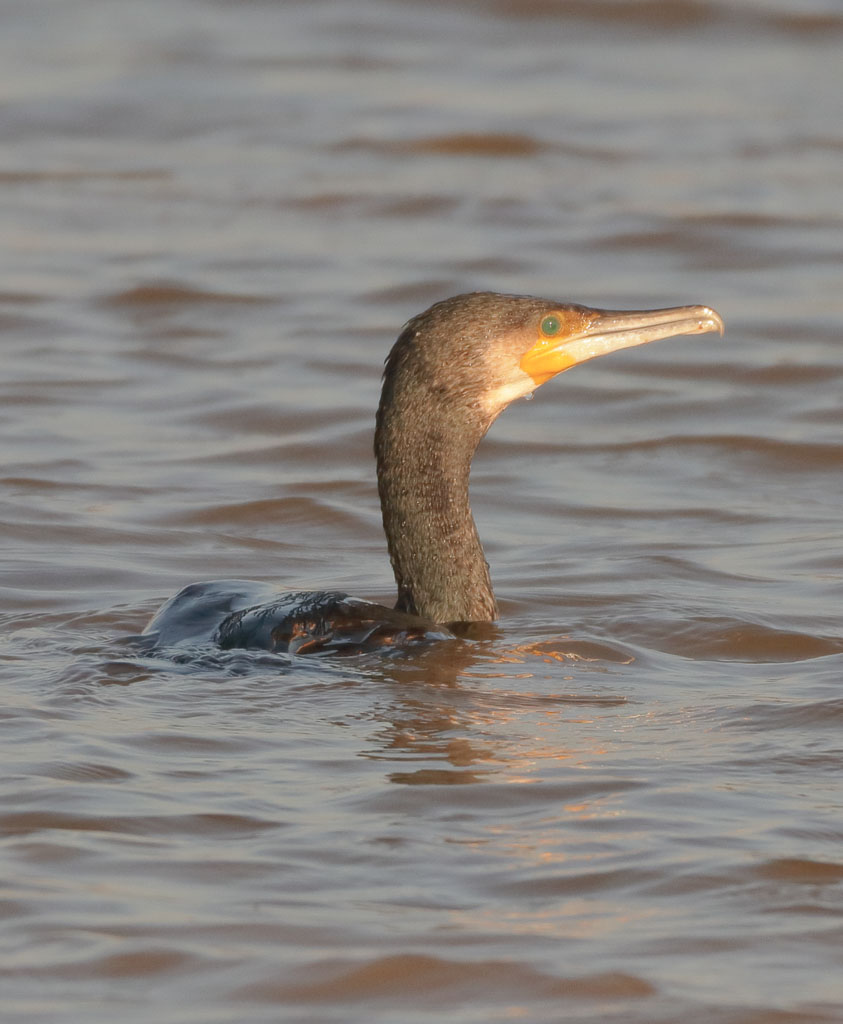 Schwimmender Kormoran im ersten Morgenlicht