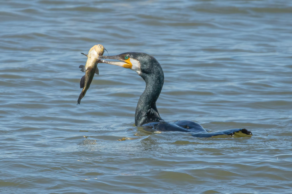 Schwimmender Kormoran mit einem Fisch im Schnabel