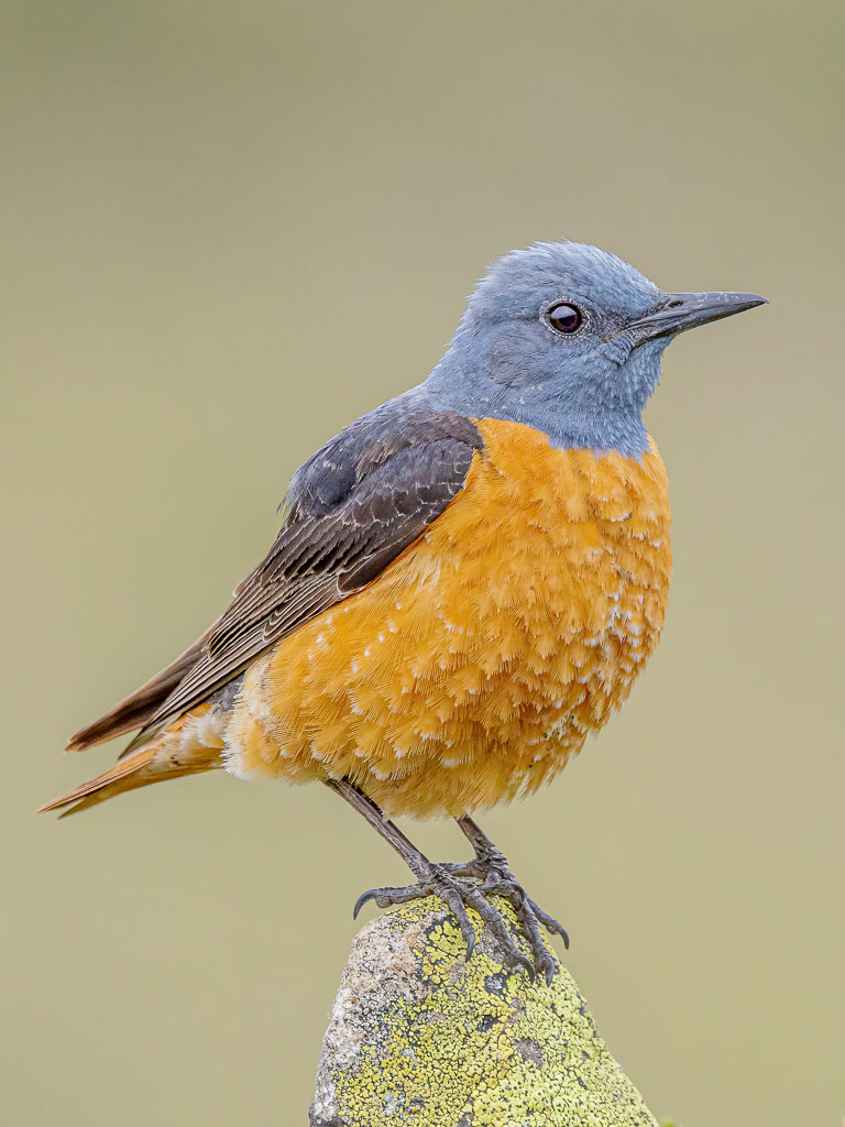 Greifvogel in Nordspanien