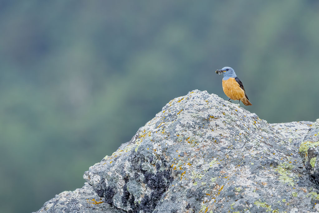 Steinrötel mit einem Insekt im Schnabel auf einem Felsen