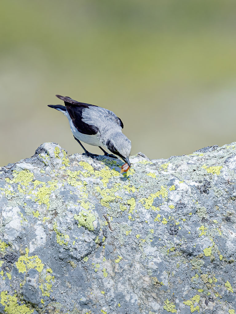 Steinschmätzer mit einem Käfer im Schnabel auf einem Felsen