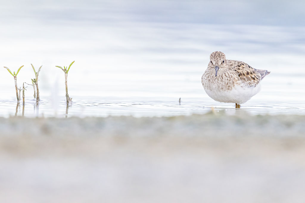 Temminckstrandläufer bei der Nahrungssuche an einer Lagune