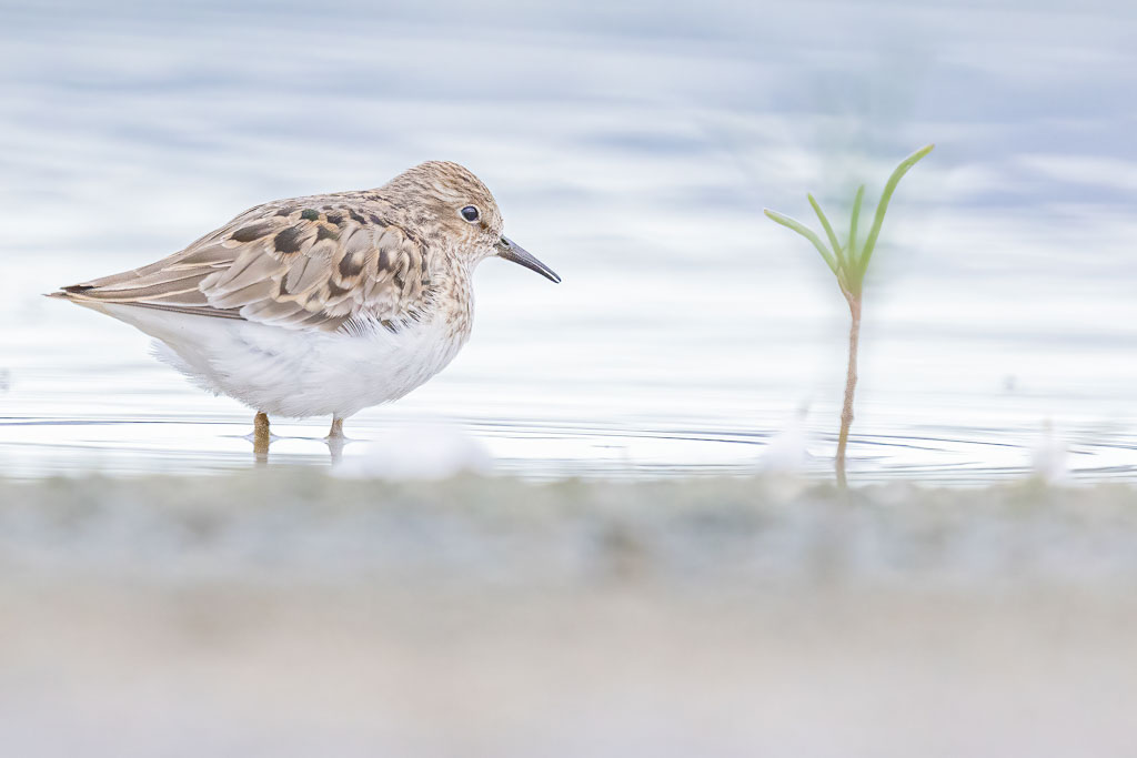 Temminckstrandläufer mit gelblichen Beinen im flachen Wasser