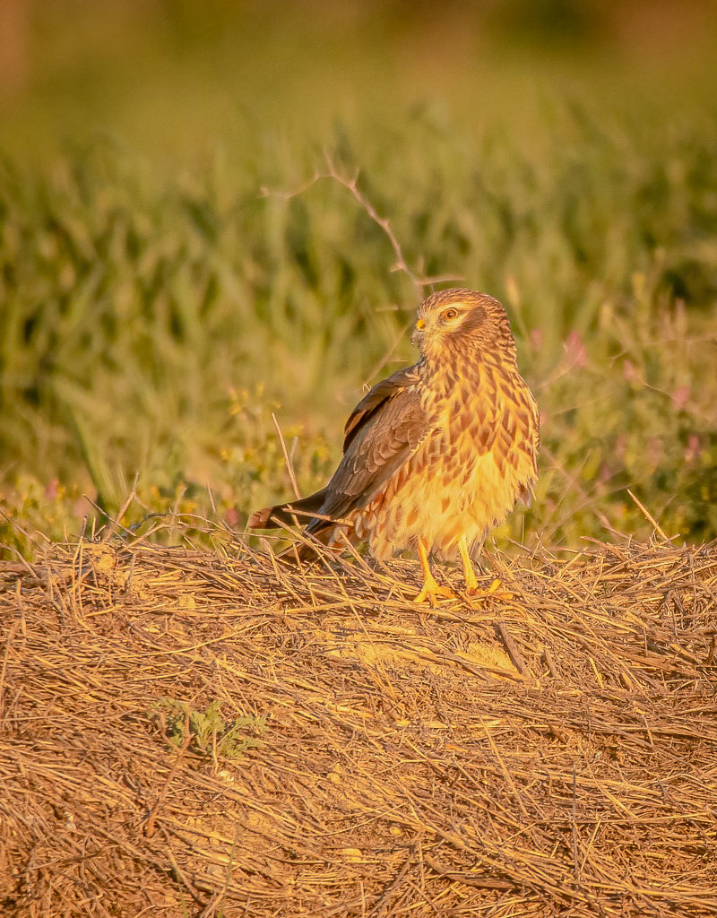Weibliche Wiesenweihe sitzend zwischen trockenem Gras in Spanien