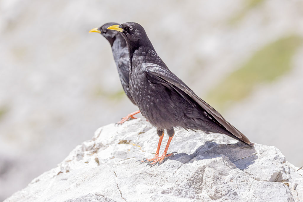 Zwei Alpendohlen gemeinsam auf einem Felsen