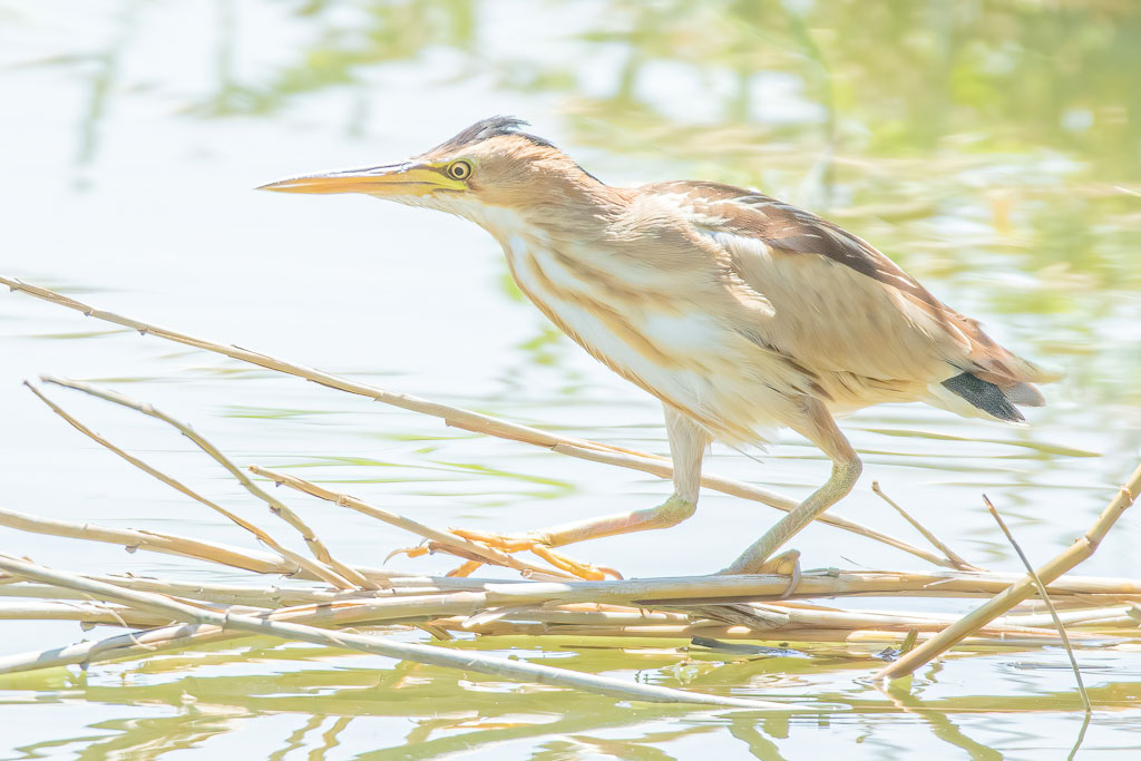 Zwergdommel beim Klettern zwischen Schilfhalmen über dem Wasser
