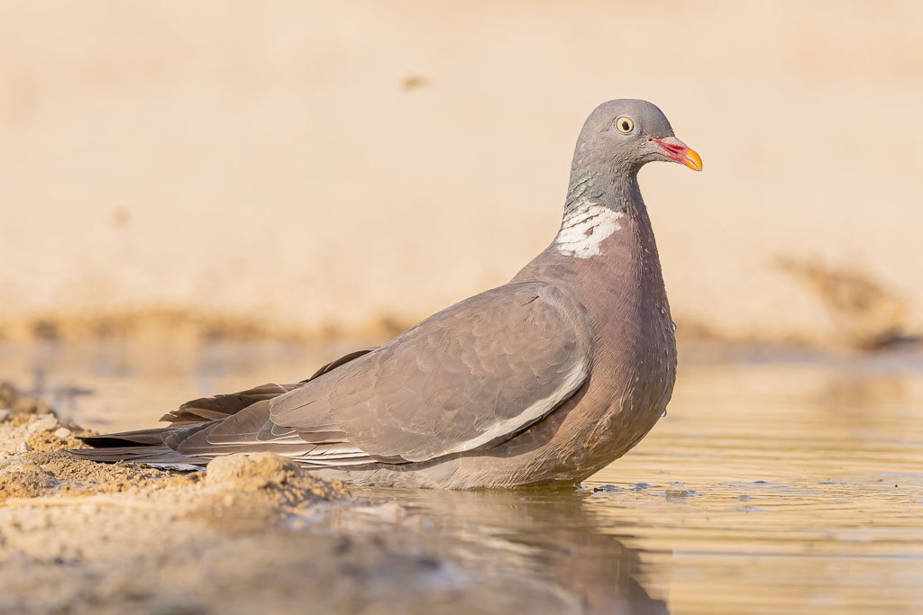 Adulte Ringeltaube im flachen Wasser einer Wasserstelle