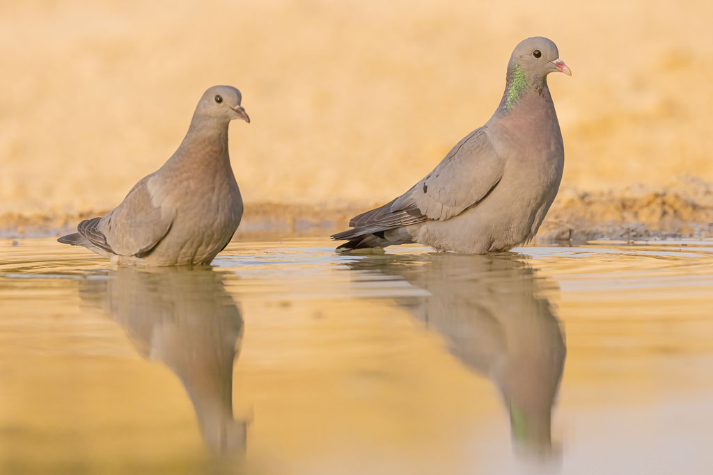 Adulte und junge Hohltaube gemeinsam an einer Wasserstelle