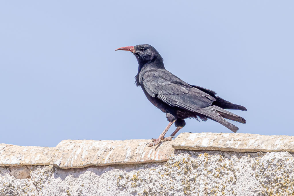Alpenkrähe auf einem alten Gebäude in Spanien