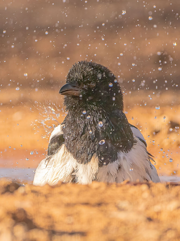 Badende Elster mit fliegenden Wassertropfen