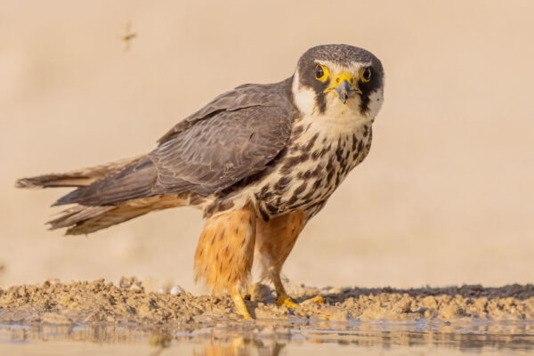 Baumfalke am Rand einer Wasserstelle in Spanien