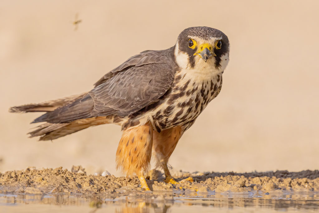 Baumfalke am Rand einer Wasserstelle in Spanien