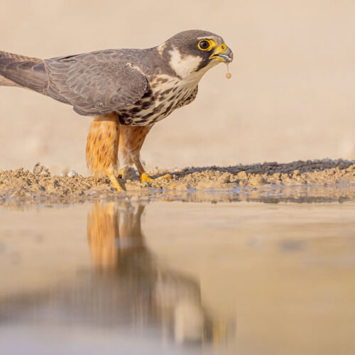 Baumfalke an einer Wasserstelle in der Steppe, mit Spiegelung im Wasser und einem Tropfen am Schnabel