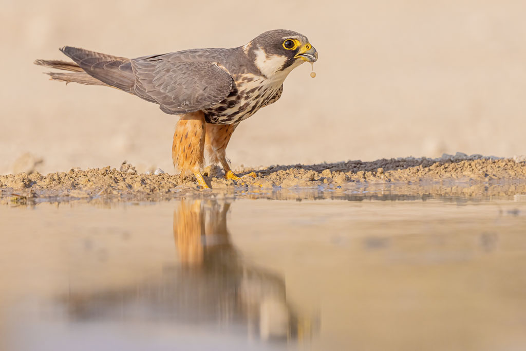Baumfalke an einer Wasserstelle in der Steppe, mit Spiegelung im Wasser und einem Tropfen am Schnabel