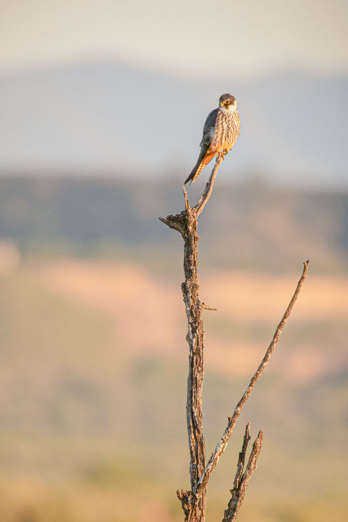 Baumfalke auf einem abgestorbenen Baum in offener Agrarlandschaft