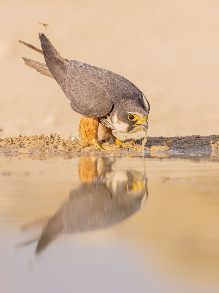 Baumfalke beim Trinken an einer Wasserstelle
