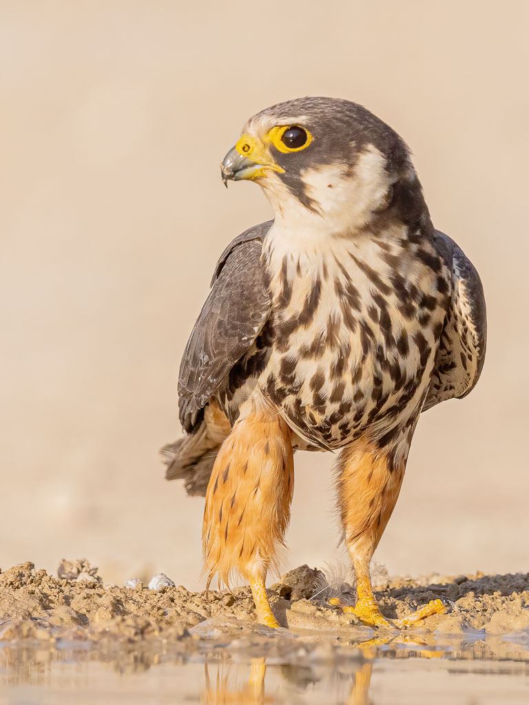 Baumfalke frontal an einer Wasserstelle