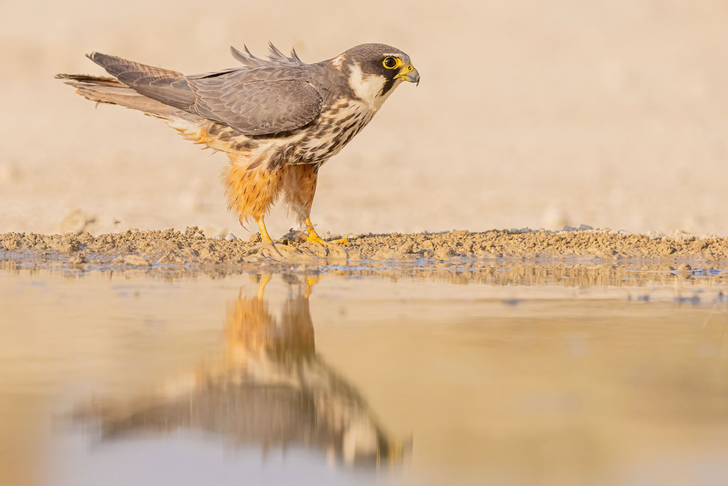 Baumfalke mit Spiegelung an einer Wasserstelle