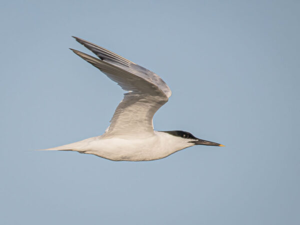 Brandseeschwalbe im Flug an der spanischen Küste