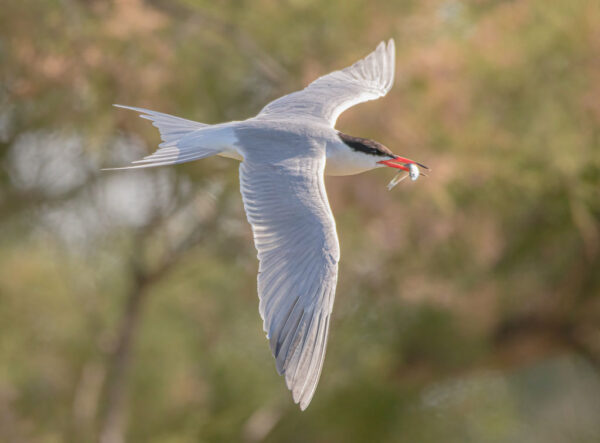 Flussseeschwalbe mit kleinem Fisch im Flug in Spanien