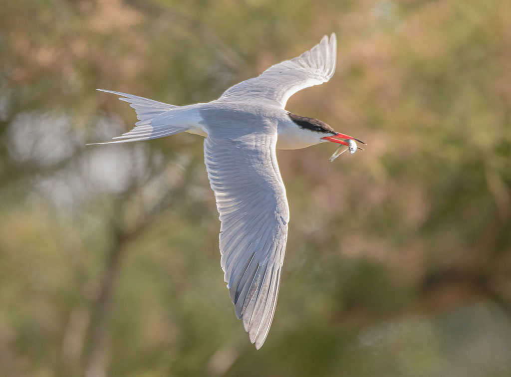 Flussseeschwalbe mit kleinem Fisch im Flug in Spanien