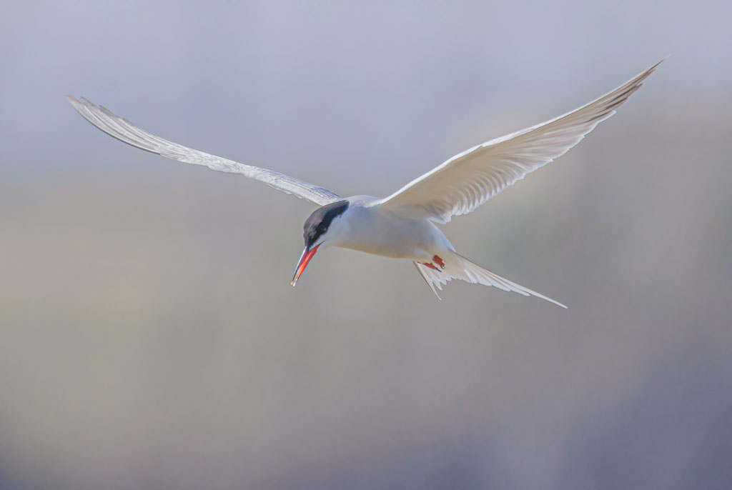 Flussseeschwalbe sucht im Flug die Wasseroberfläche nach Beute ab