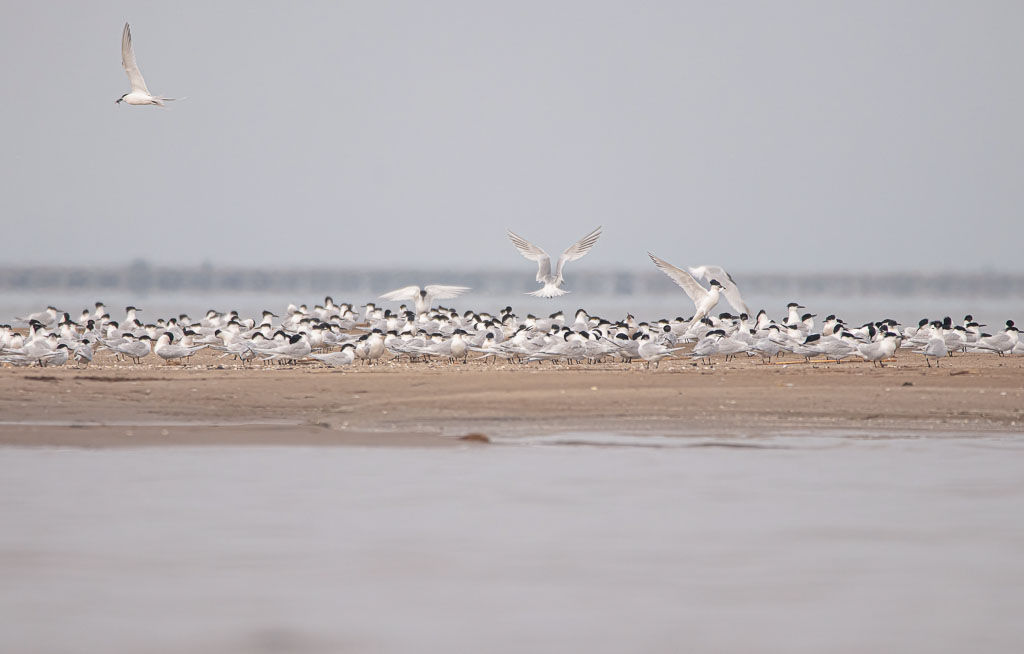 Große Gruppe Brandseeschwalben auf einer Sandbank