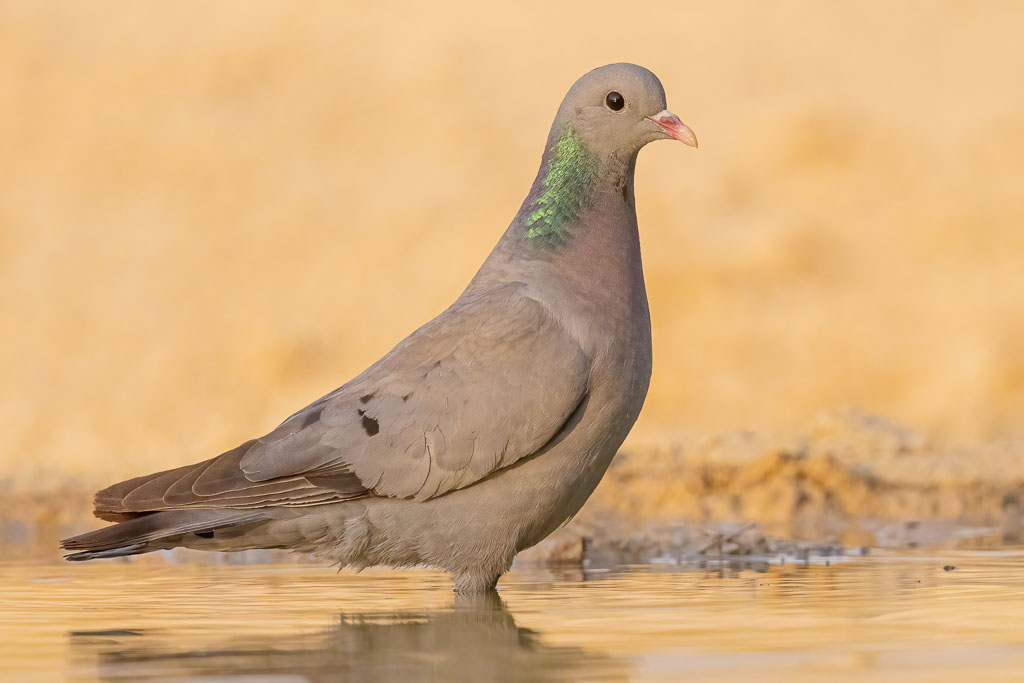 Hohltaube aufmerksam im flachen Wasser in Spanien
