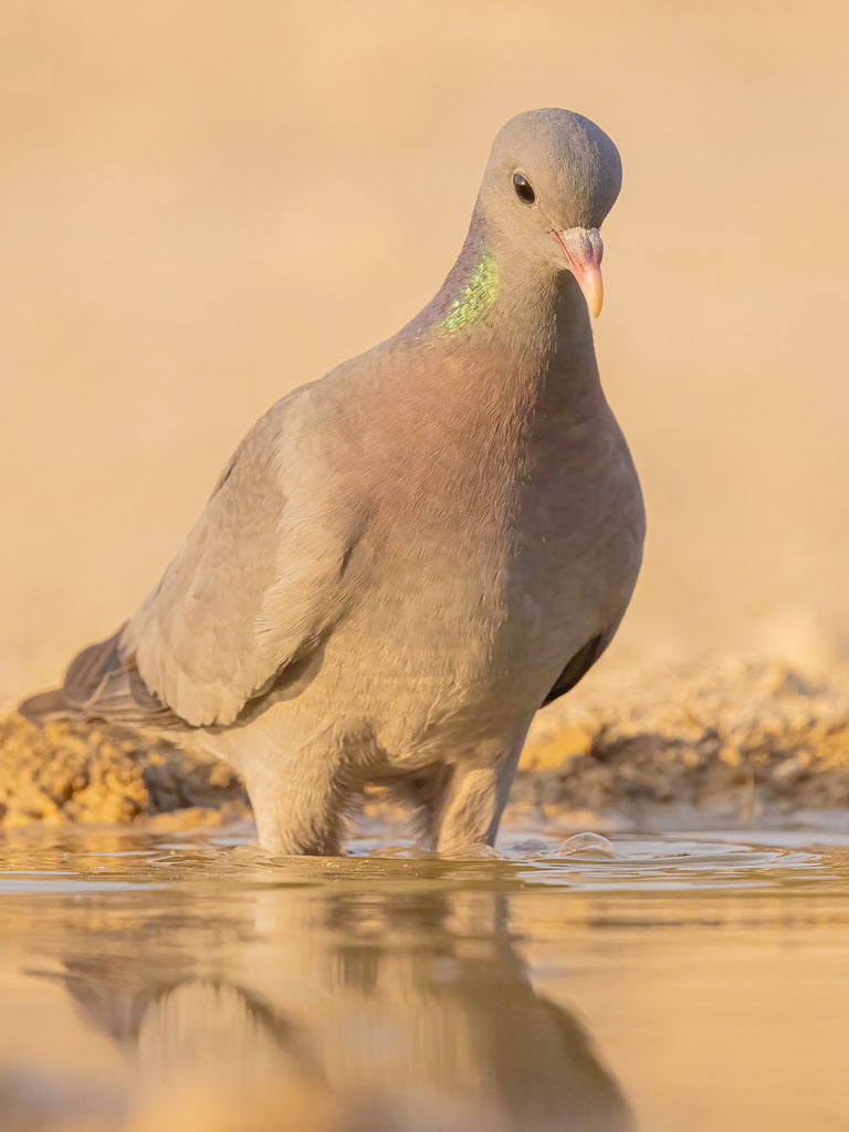 Hohltaube blickt auf die Wasseroberfläche einer Wasserstelle